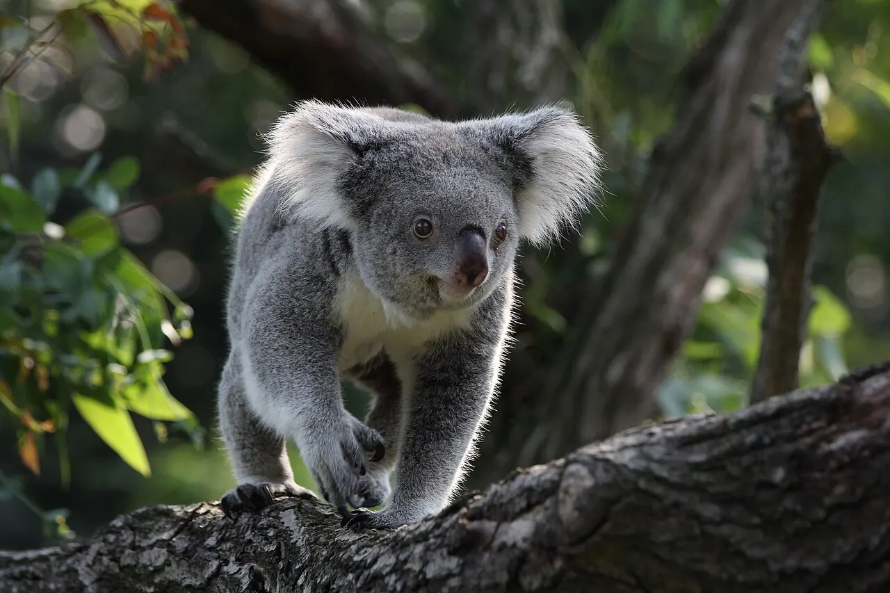 Koala im Zoo Duisburg am Kaiserberg